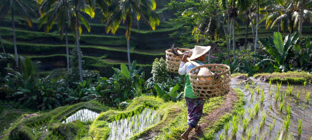 rice terraces are popular day trips in Bali